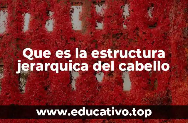 Que es la estructura jerarquica del cabello