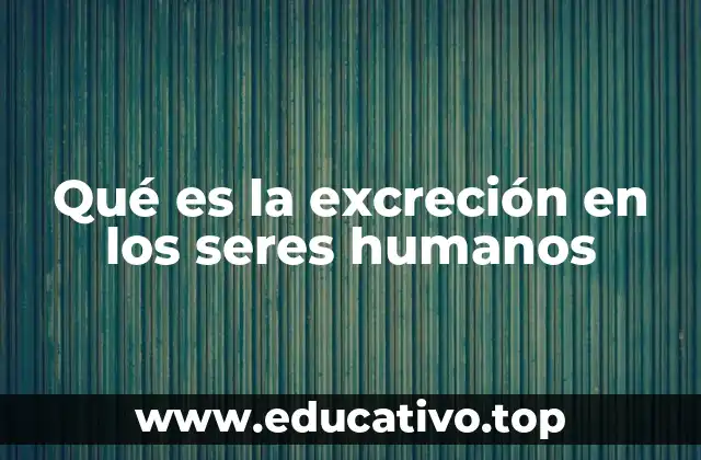 Qué es la excreción en los seres humanos