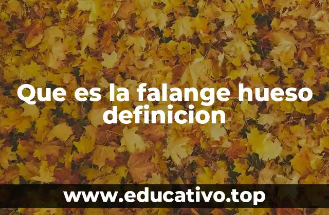 Que es la falange hueso definicion