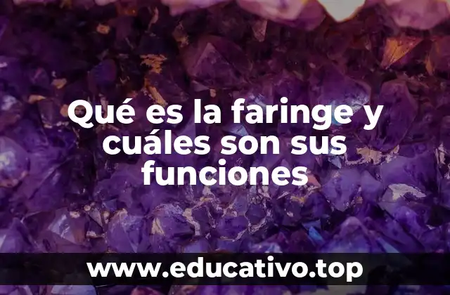 Qué es la faringe y cuáles son sus funciones