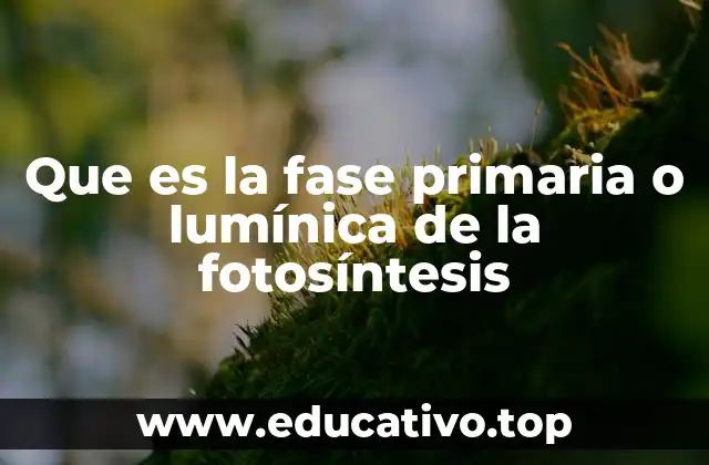Que es la fase primaria o lumínica de la fotosíntesis