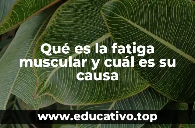 Qué es la fatiga muscular y cuál es su causa
