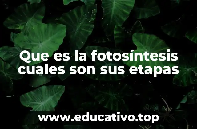 Que es la fotosíntesis cuales son sus etapas