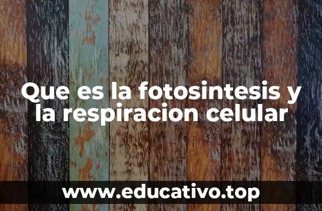 El intercambio de energía en los ecosistemas