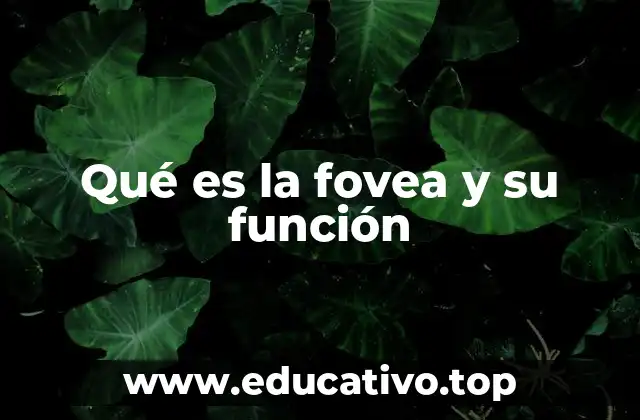 Qué es la fovea y su función
