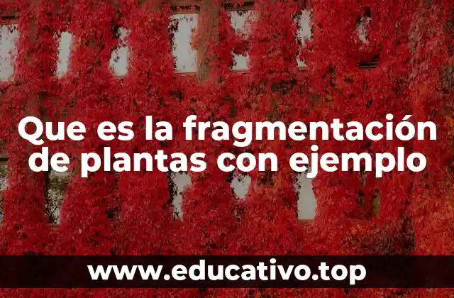 Cómo funciona el proceso de fragmentación vegetal