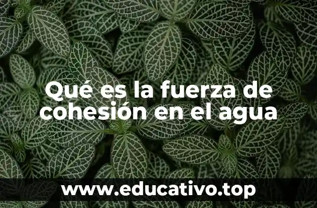 Qué es la fuerza de cohesión en el agua