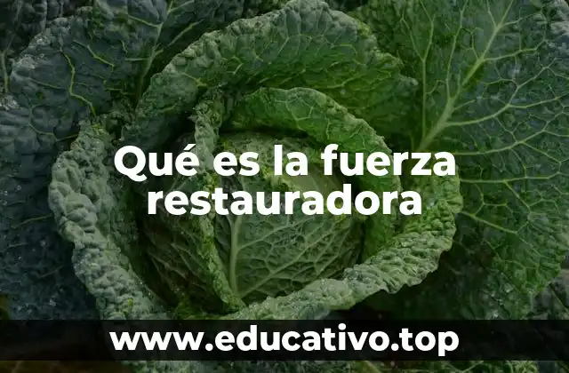 Qué es la fuerza restauradora