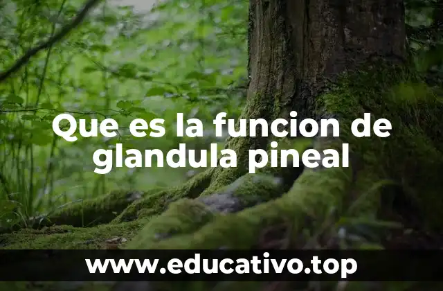 Que es la funcion de glandula pineal