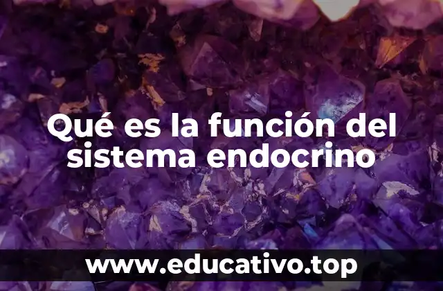 Qué es la función del sistema endocrino