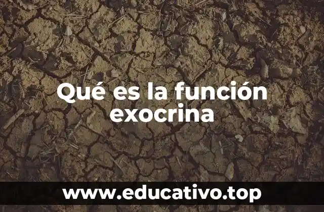 Qué es la función exocrina