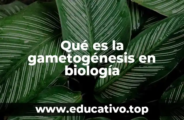 Qué es la gametogénesis en biología
