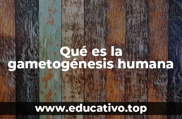Qué es la gametogénesis humana