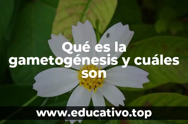 Qué es la gametogénesis y cuáles son