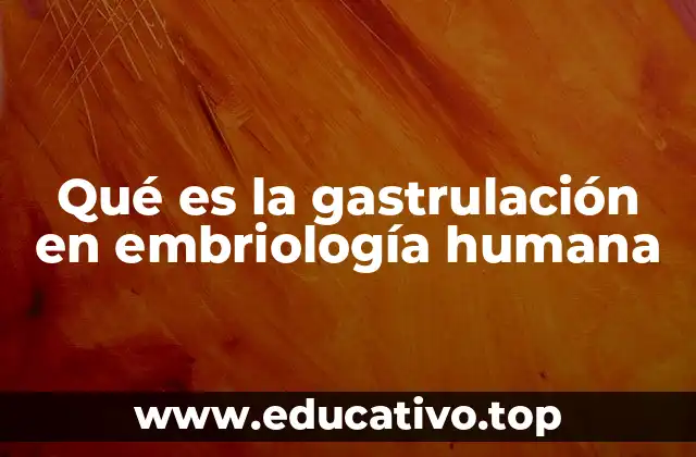 Qué es la gastrulación en embriología humana