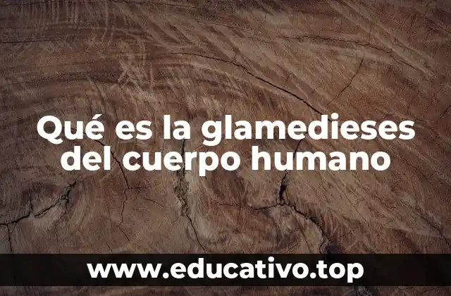 Qué es la glamedieses del cuerpo humano