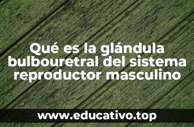 Qué es la glándula bulbouretral del sistema reproductor masculino