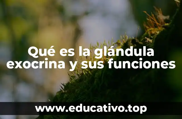 Qué es la glándula exocrina y sus funciones