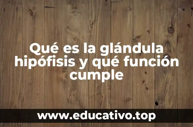 Qué es la glándula hipófisis y qué función cumple