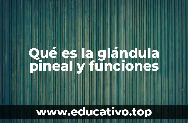 El rol de la glándula pineal en el sistema endocrino