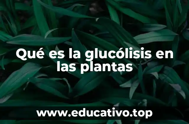 Qué es la glucólisis en las plantas