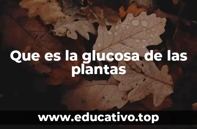Que es la glucosa de las plantas