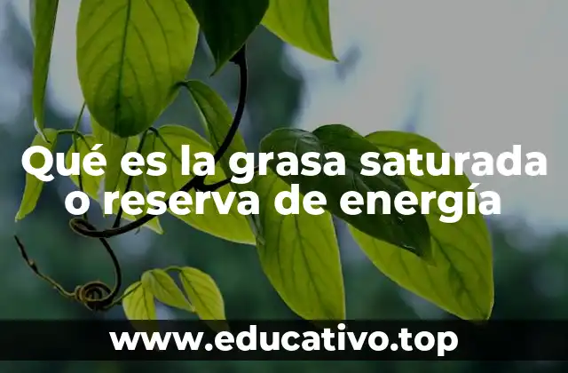 Qué es la grasa saturada o reserva de energía