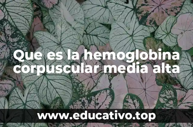 Que es la hemoglobina corpuscular media alta