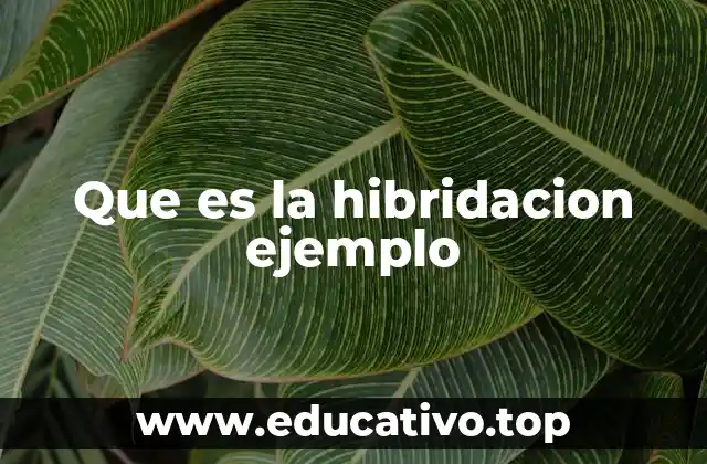Que es la hibridacion ejemplo