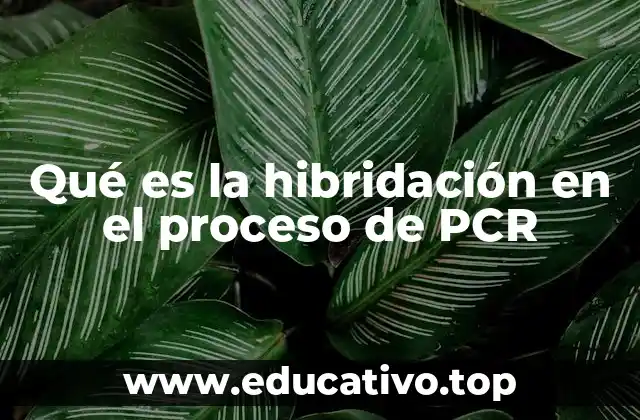 Qué es la hibridación en el proceso de PCR