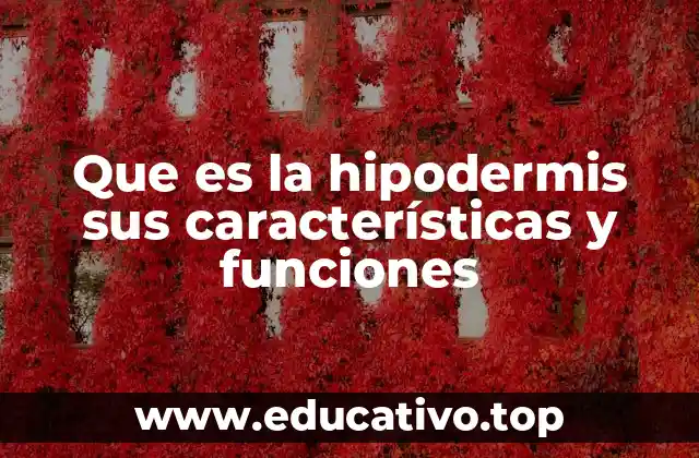 Que es la hipodermis sus características y funciones