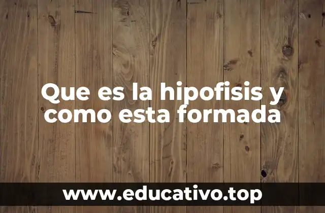 El papel de la hipófisis en el sistema endocrino