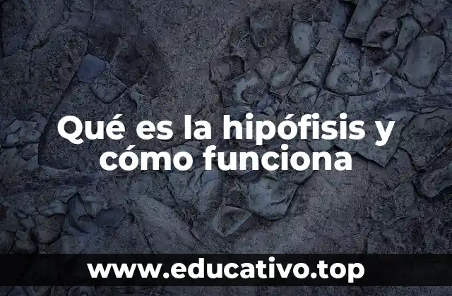 Qué es la hipófisis y cómo funciona