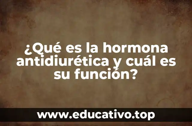¿Qué es la hormona antidiurética y cuál es su función?