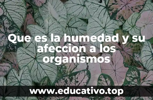 Que es la humedad y su afeccion a los organismos
