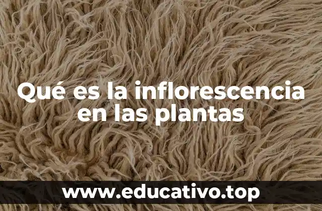Qué es la inflorescencia en las plantas
