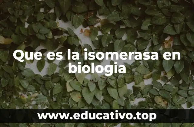 Que es la isomerasa en biologia