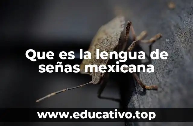 Que es la lengua de señas mexicana