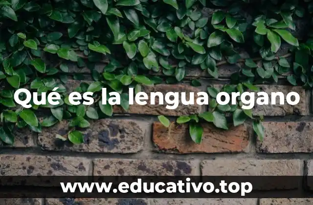 Qué es la lengua organo