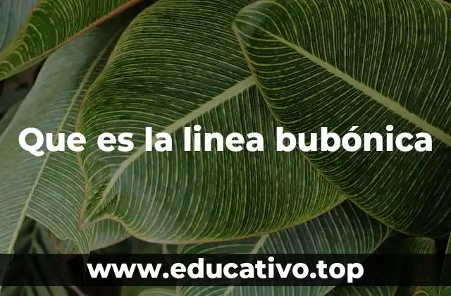 Que es la linea bubónica