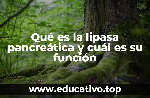Qué es la lipasa pancreática y cuál es su función