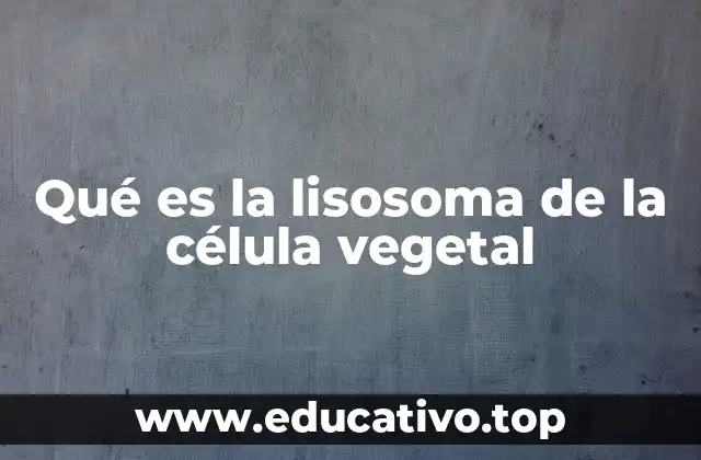 Qué es la lisosoma de la célula vegetal