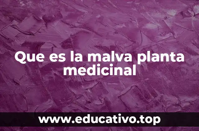 Que es la malva planta medicinal
