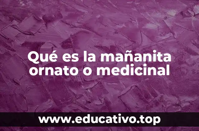 Qué es la mañanita ornato o medicinal