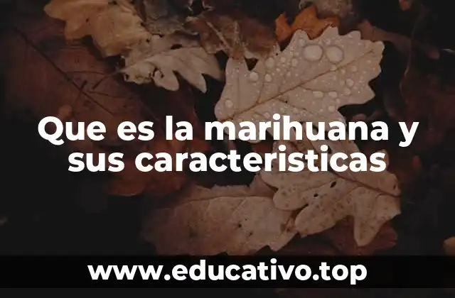 Que es la marihuana y sus caracteristicas