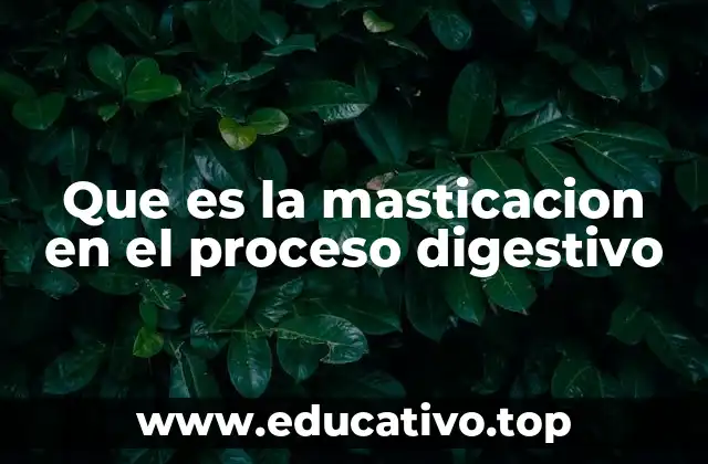 Que es la masticacion en el proceso digestivo
