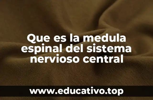 Que es la medula espinal del sistema nervioso central