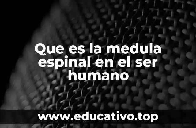 Que es la medula espinal en el ser humano