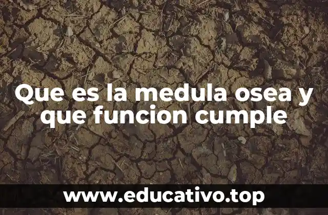 El papel biológico de la médula ósea en el cuerpo humano