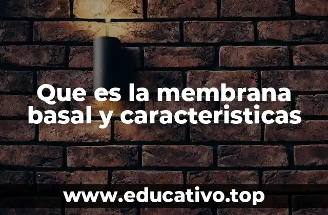 Que es la membrana basal y caracteristicas